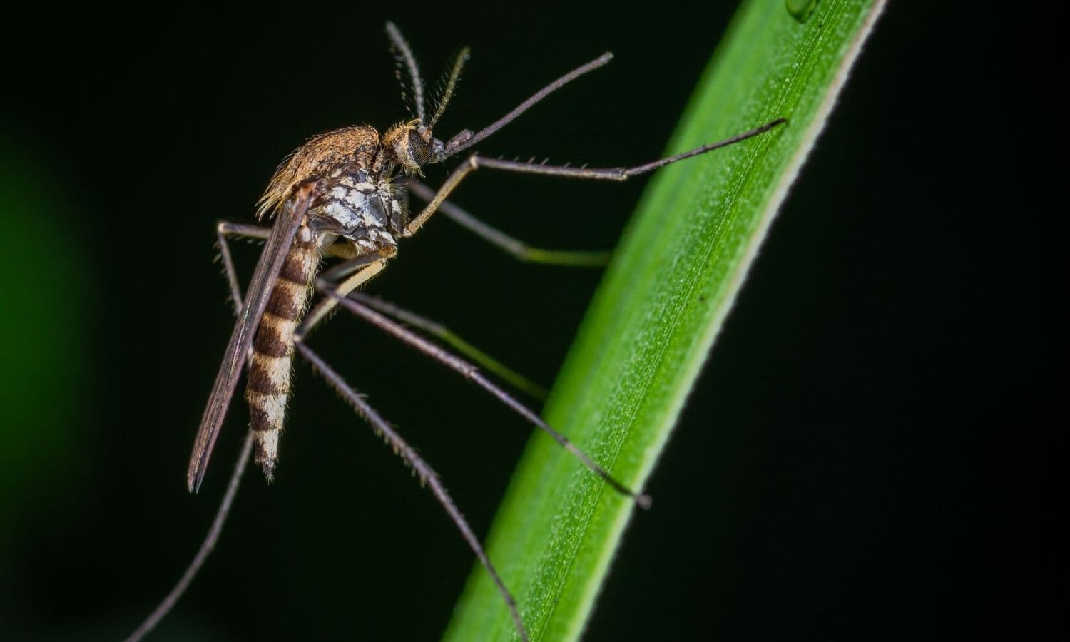 Mosquito & Tick Control service in South Jersey