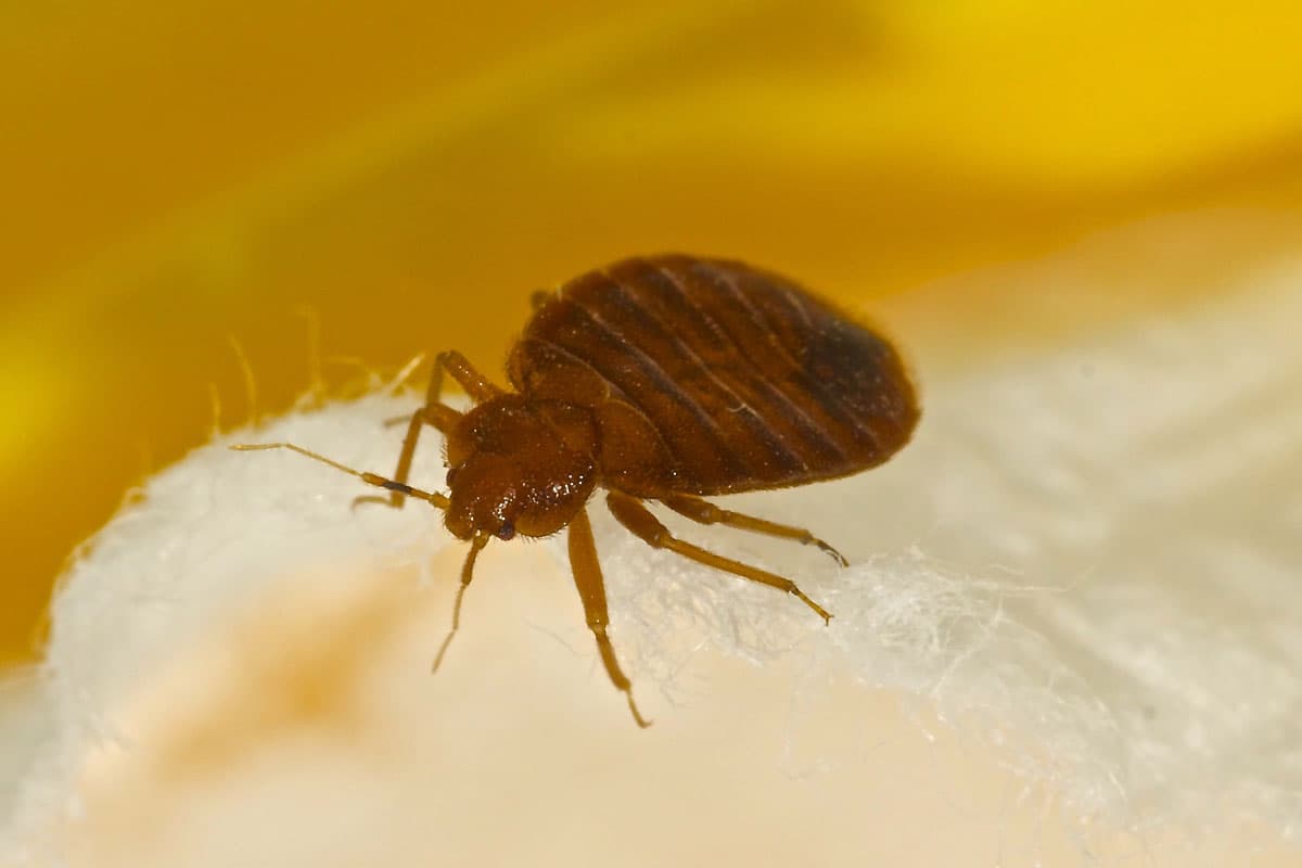 Bed Bug Treatment service in South Jersey