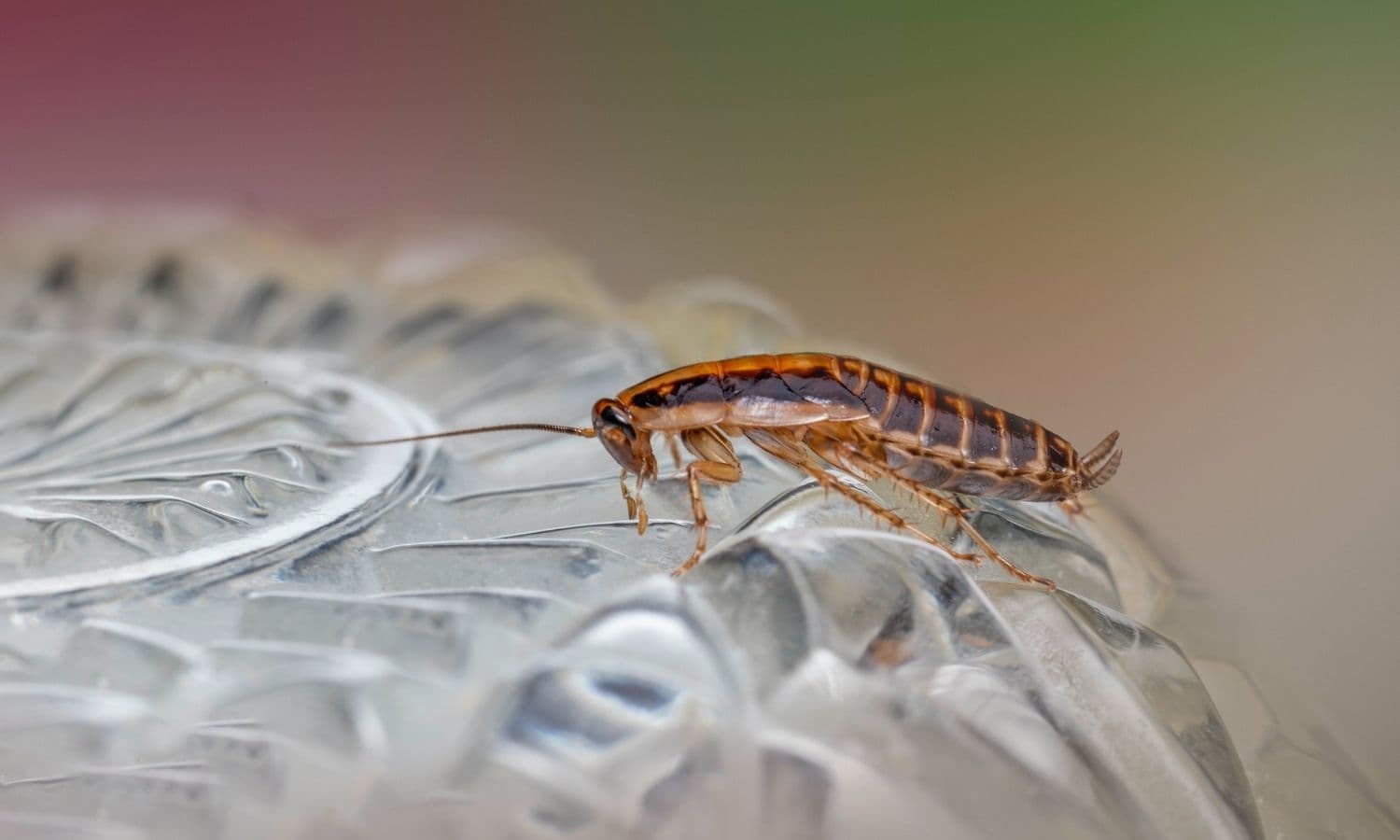 Pest Control service in Pitman, NJ