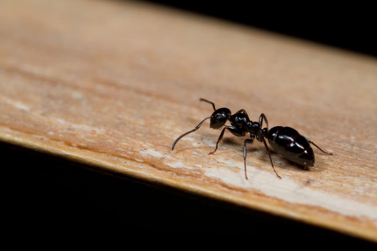 Pest Control service in South Jersey