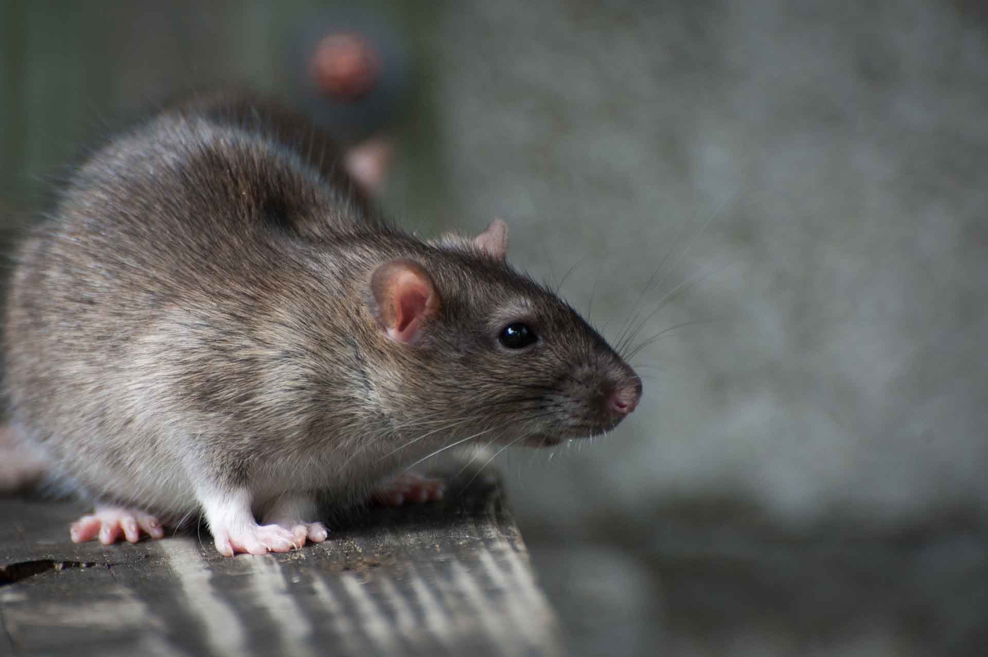 Rodent Control service in South Jersey