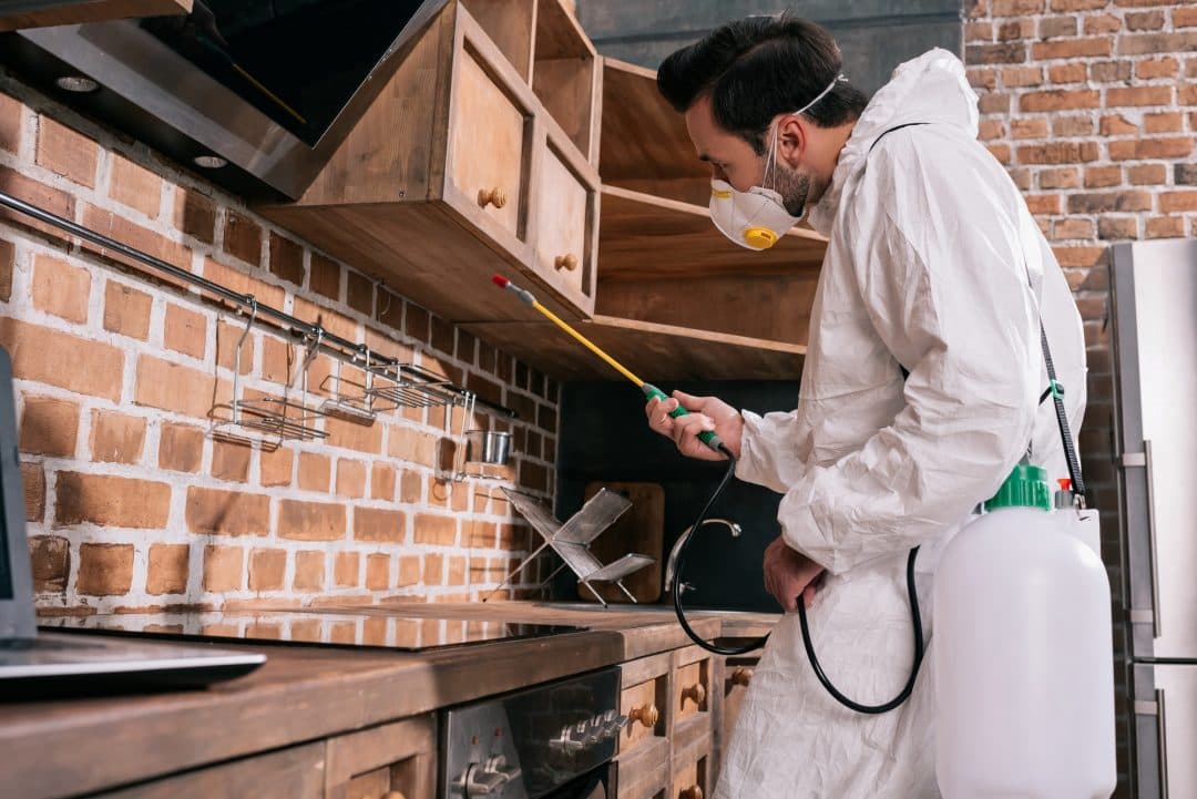 5 Essential Pest Control Tips for Every Home in Burlington County