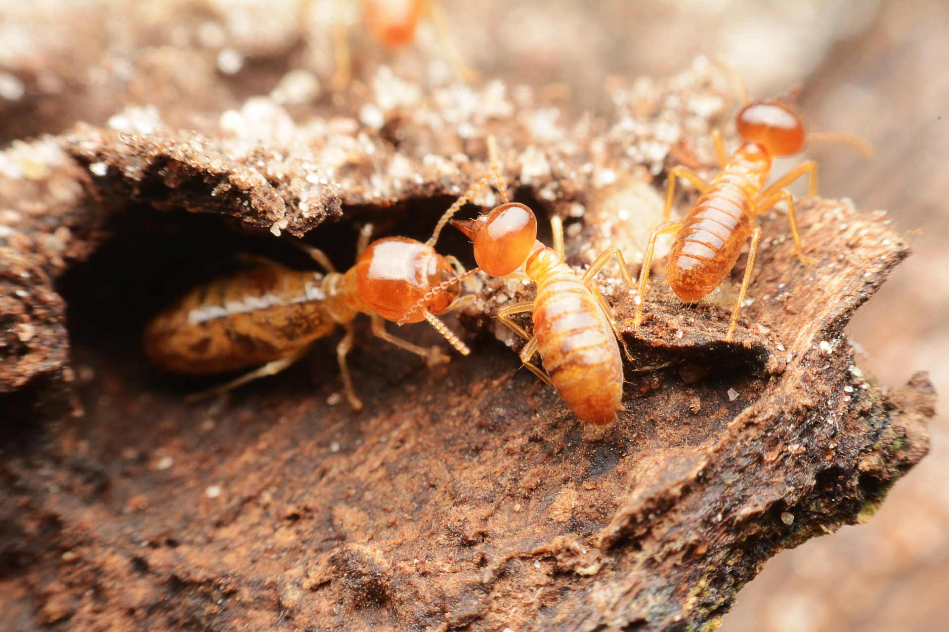 Termite Control service in South Jersey